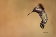 Animals-in-the-Wild;Broad-tailed-Hummingbird;Flying-Bird;Hummingbird;Photography